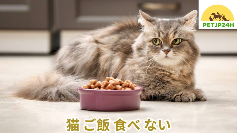 猫 ご飯 食べ ない