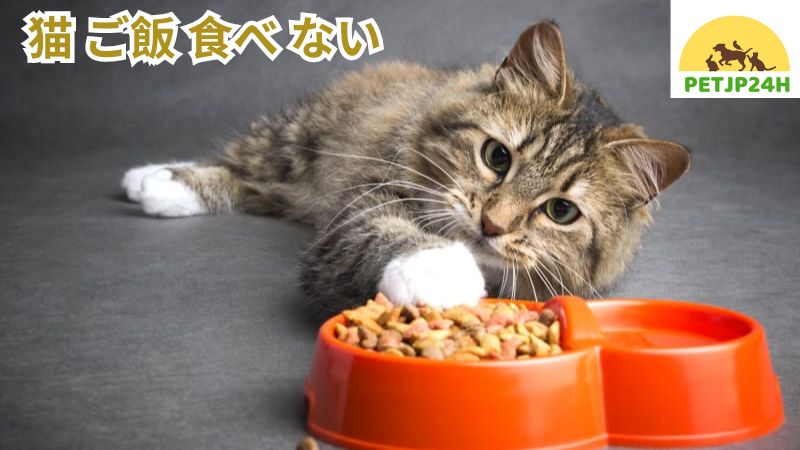 猫 ご飯 食べ ない