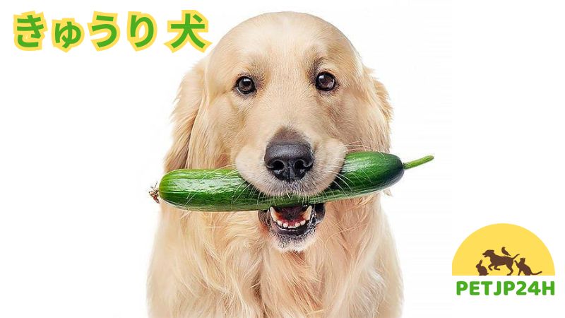 きゅうり 犬