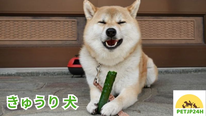 きゅうり 犬