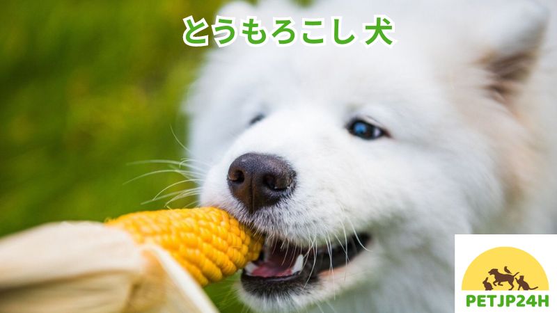 とうもろこし 犬