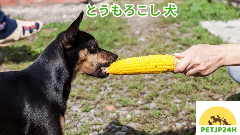 とうもろこし 犬