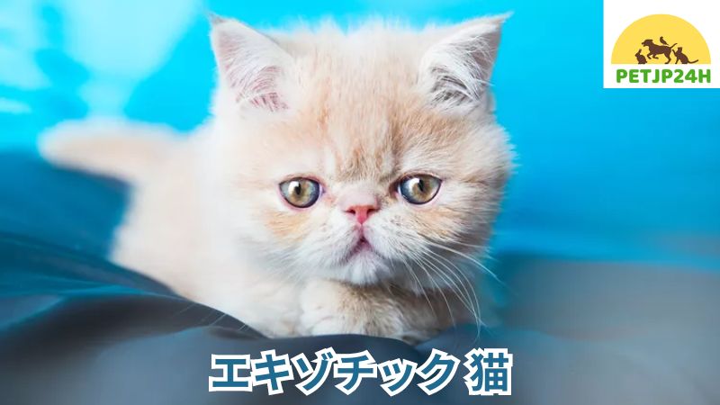 エキゾチック 猫