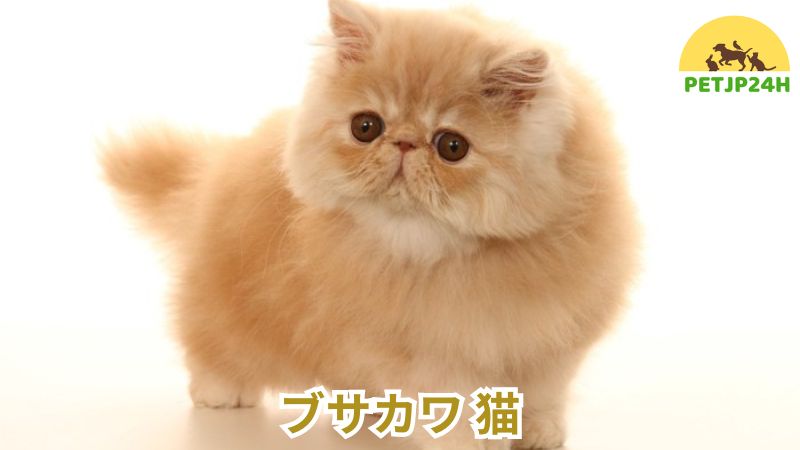 ブサカワ 猫