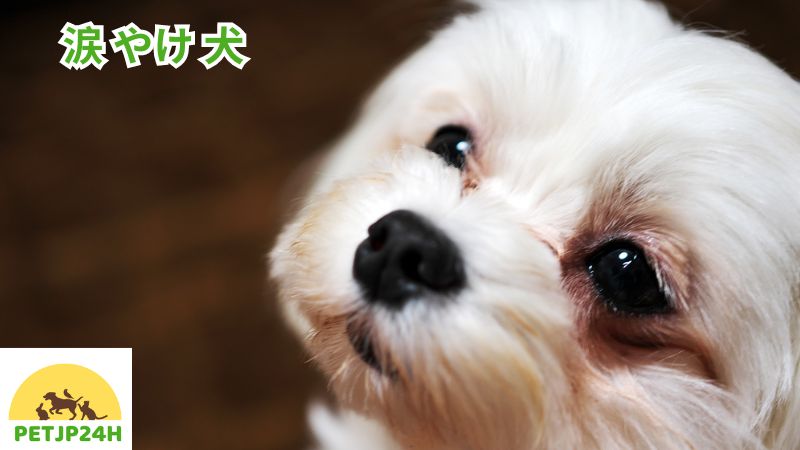 涙 やけ 犬