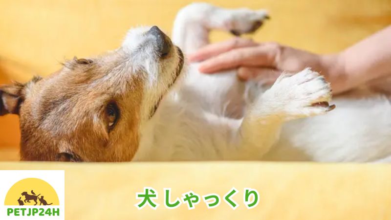 犬 しゃっくり