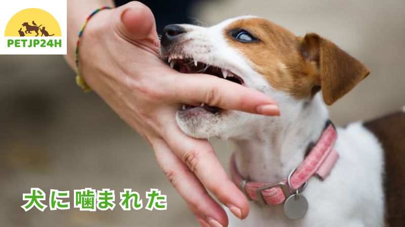 犬 に 噛ま れ た