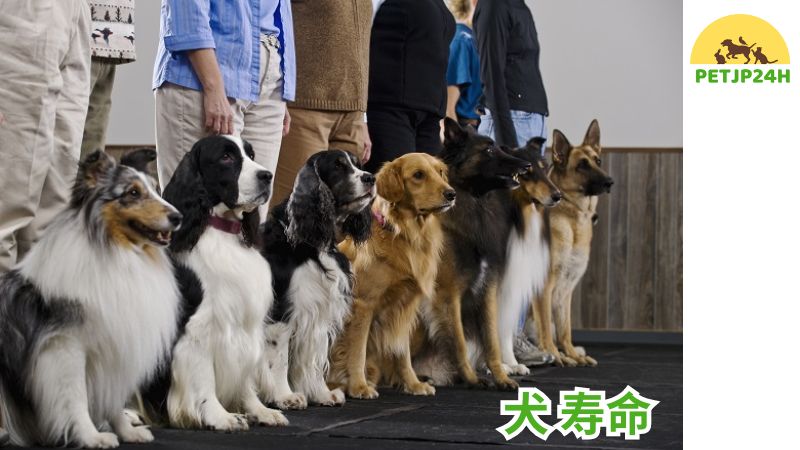 犬 寿命