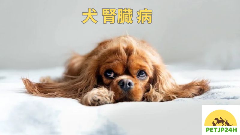 犬 腎臓 病