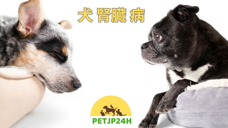 犬 腎臓 病