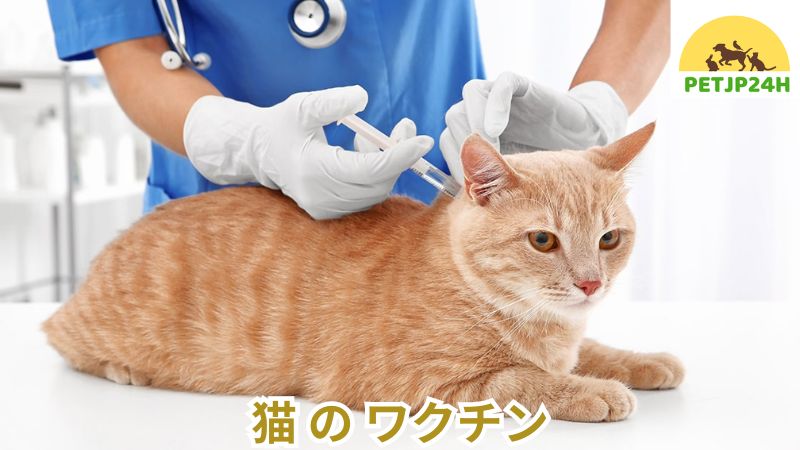 猫 の ワクチン