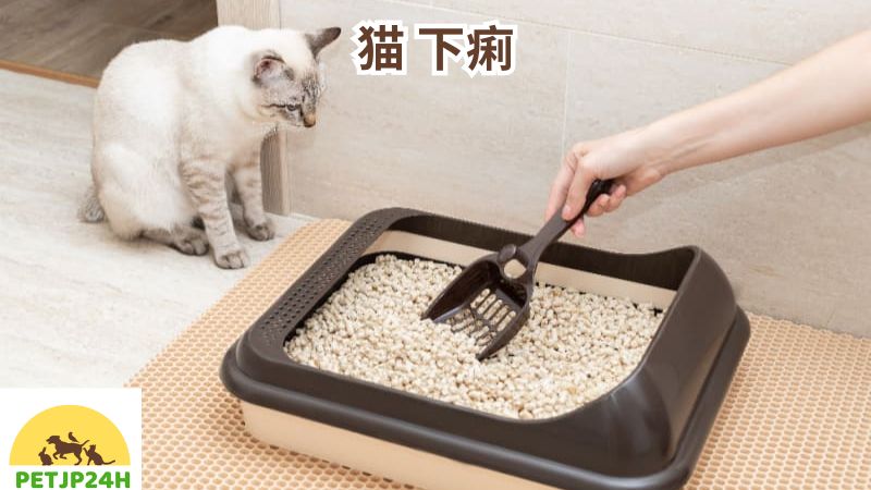 猫 下痢