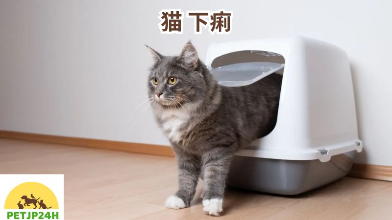 猫 下痢 